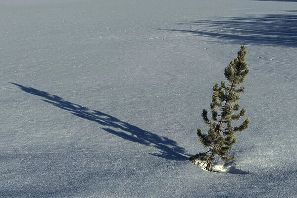 USA, Colorado, Steamboat Springs. Tree casts shadow in snow at sunset