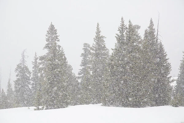 USA, Colorado. Summer snowstorm on Continental Divide