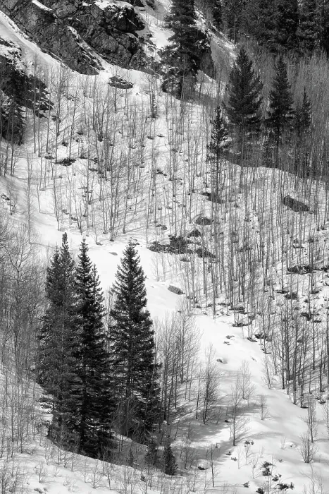 Framed Print : USA, Colorado, Summit County, Frisco. Aspen trees and conifers near Copper Mountain Framed Print : USA, Colorado, Summit County, Frisco. Aspen trees and conifers near Copper Mountain