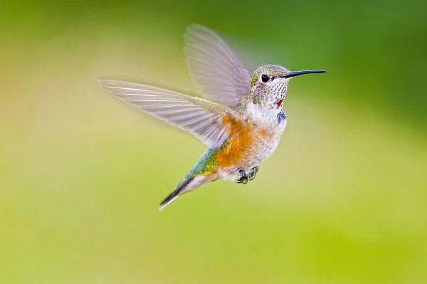 USA, Colorado, Summit County, Heeney. Front view close-up of female rufous hummingbird in flight