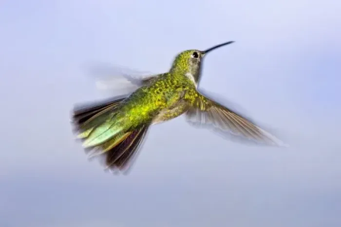 Framed Print : USA, Colorado, Summit County, Heeney. Back view close-up of female rufous hummingbird in flight Framed Print : USA, Colorado, Summit County, Heeney. Back view close-up of female rufous hummingbird in flight