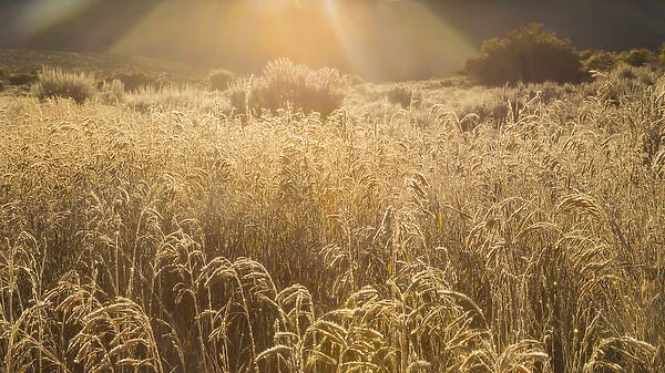 USA, Colorado. Sunlight on fall grasses. Credit as: Don Paulson  /  Jaynes Gallery  /  DanitaDelimont