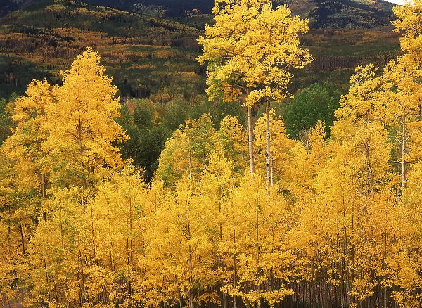 USA, Colorado, Telluride, View of autumn Aspen grove on mountain