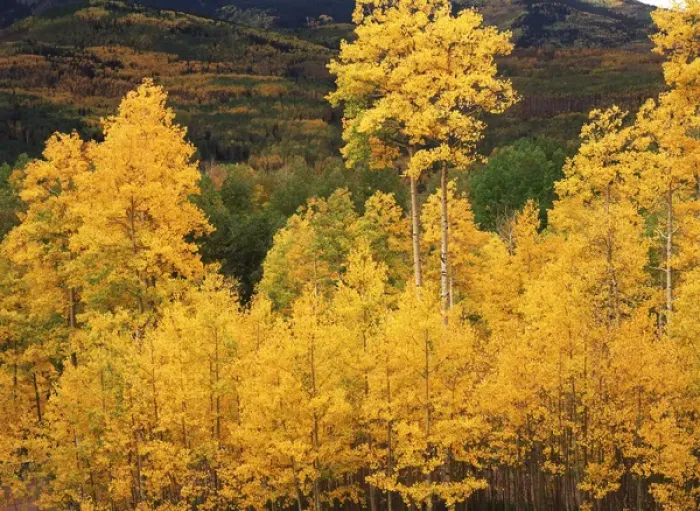 Framed Print : USA, Colorado, Telluride, View of autumn Aspen grove on mountain Framed Print : USA, Colorado, Telluride, View of autumn Aspen grove on mountain
