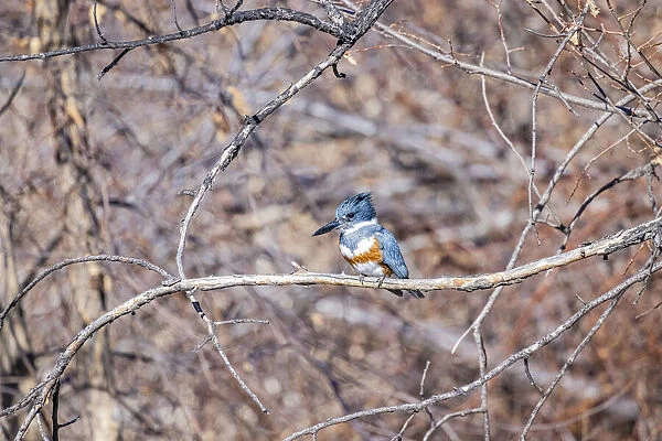 USA, Colorado, Timnath. Adult female belted kingfisher in tree
