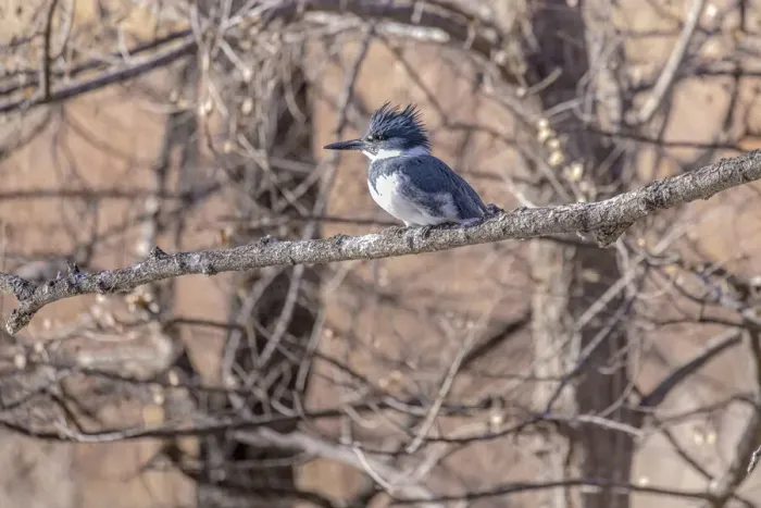 Framed Print : USA, Colorado, Timnath. Adult male belted kingfisher in tree Framed Print : USA, Colorado, Timnath. Adult male belted kingfisher in tree