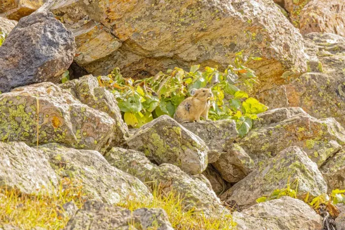 Framed Print : USA, Colorado, Trap Lake. American pika gathering food for winter Framed Print : USA, Colorado, Trap Lake. American pika gathering food for winter