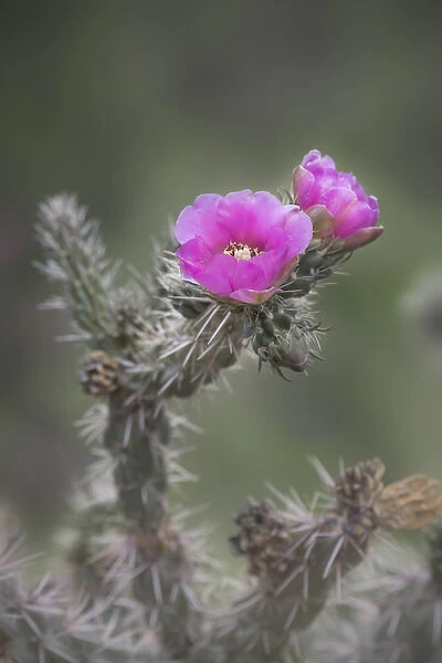 USA, Colorado. Tree cholla cactus in bloom. Credit as: Don Grall  /  Jaynes Gallery  /  DanitaDelimont