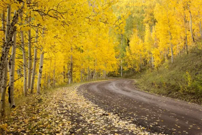 Framed Print : USA, Colorado, Uncompahgre National Forest. Autumn-colored aspen trees line a forest road Framed Print : USA, Colorado, Uncompahgre National Forest. Autumn-colored aspen trees line a forest road