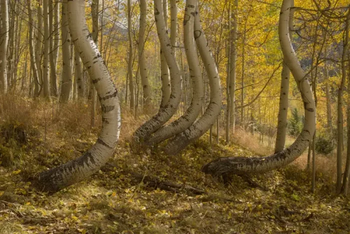 Framed Print : USA, Colorado, Uncompahgre National Forest. Symmetrically deformed aspen trunks. Credit as