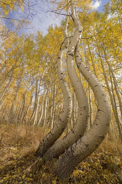 USA, Colorado, Uncompahgre National Forest. Symmetrically deformed aspen trunks. Credit as