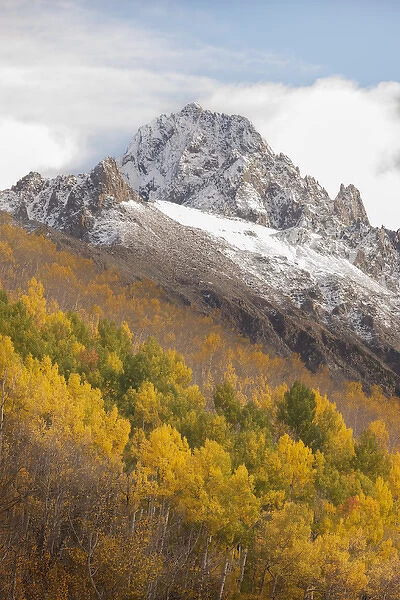 USA, Colorado, Uncompahgre National Forest. Mt Sneffels and autumn-colored aspens