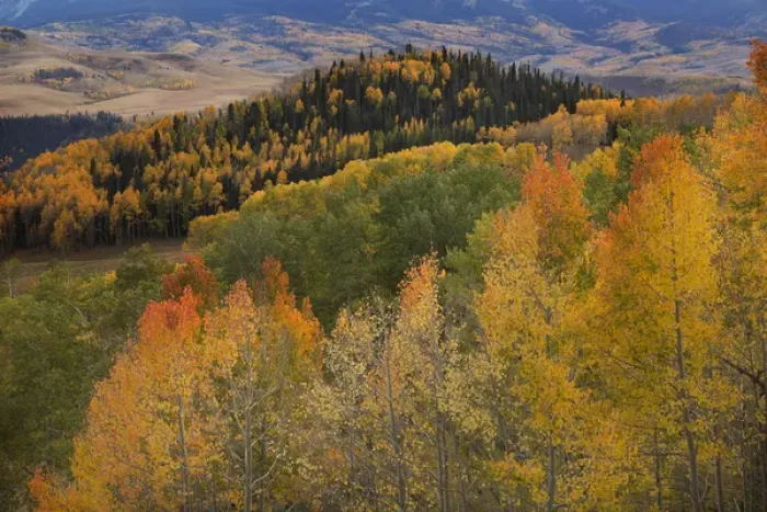 Framed Print : USA, Colorado, Uncompahgre National Forest