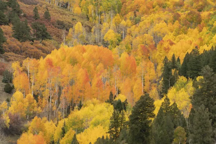 Framed Print : USA, Colorado, Uncompahgre National Forest. Mountain aspen forest in autumn. Credit as Framed Print : USA, Colorado, Uncompahgre National Forest. Mountain aspen forest in autumn. Credit as