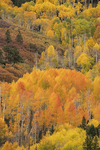USA, Colorado, Uncompahgre National Forest. Mountain aspen forest in autumn. Credit as