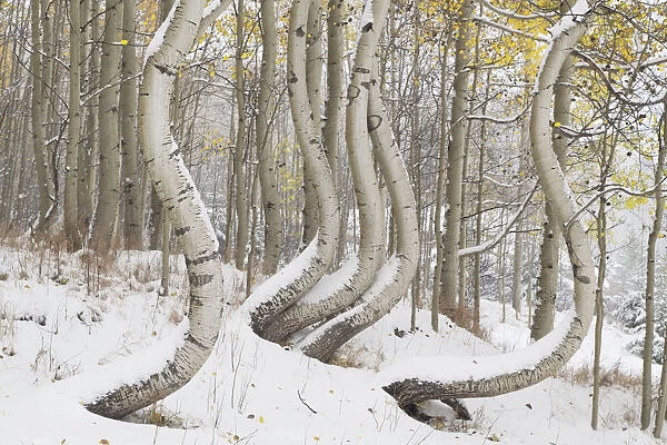 USA, Colorado, Uncompahgre National Forest. Deformed aspen trunks in winter. Credit as