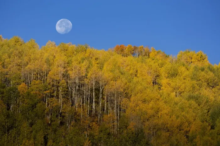 Framed Print : USA, Colorado, Uncompahgre National Forest. Full moon sets over aspen trees in autumn Framed Print : USA, Colorado, Uncompahgre National Forest. Full moon sets over aspen trees in autumn