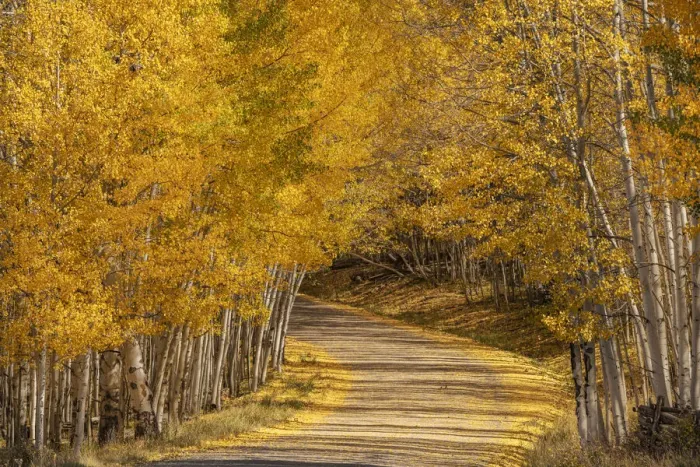 Framed Print : USA, Colorado, Uncompahgre National Forest. Forest road lined with fall-colored aspens Framed Print : USA, Colorado, Uncompahgre National Forest. Forest road lined with fall-colored aspens