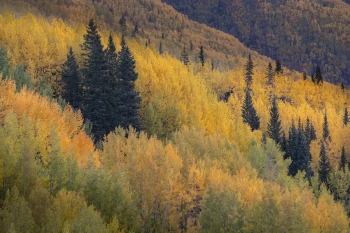 Framed Print : USA, Colorado, Uncompahgre National Forest. Autumn-colored aspen forest on mountainside