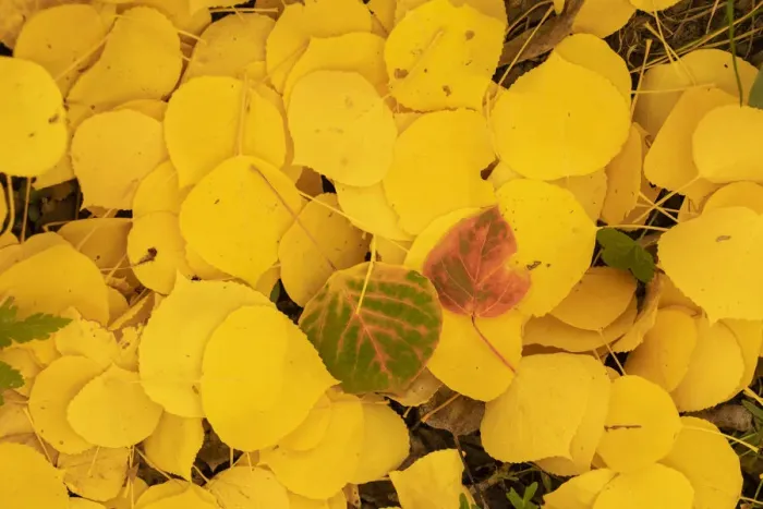 Framed Print : USA, Colorado, Uncompahgre National Forest. Fallen aspen leaves in autumn colors Framed Print : USA, Colorado, Uncompahgre National Forest. Fallen aspen leaves in autumn colors