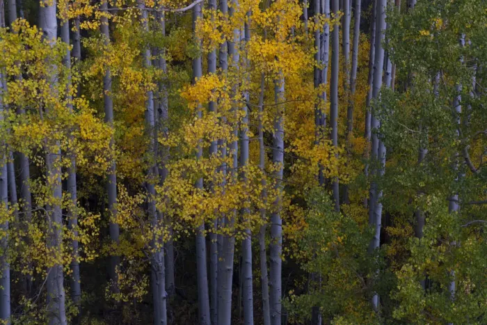 Framed Print : USA, Colorado, Uncompahgre National Forest. Aspen trees in autumn sunset Framed Print : USA, Colorado, Uncompahgre National Forest. Aspen trees in autumn sunset