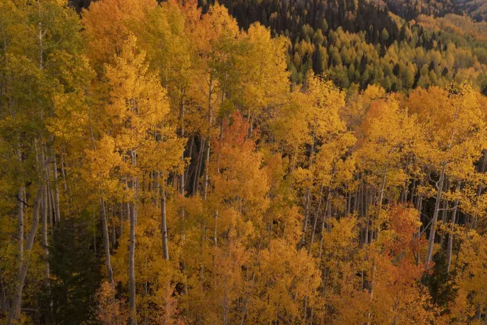 Framed Print : USA, Colorado, Uncompahgre National Forest. Aspen trees in autumn color Framed Print : USA, Colorado, Uncompahgre National Forest. Aspen trees in autumn color