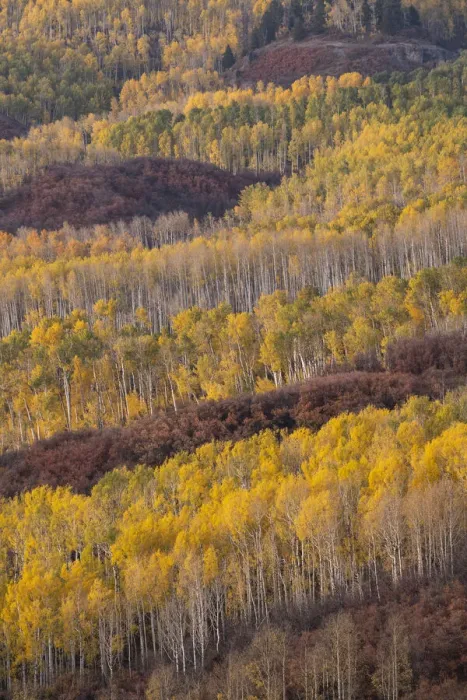 Framed Print : USA, Colorado, Uncompahgre National Forest. Mountain forest in autumn Framed Print : USA, Colorado, Uncompahgre National Forest. Mountain forest in autumn