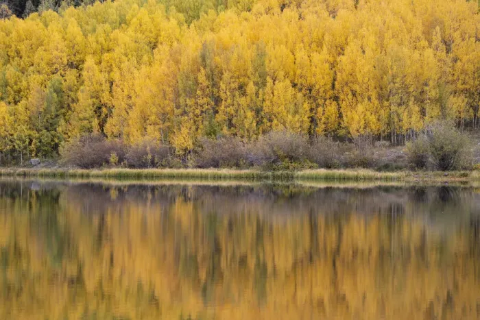 Framed Print : USA, Colorado, Uncompahgre National Forest. Aspen forest reflects in Crystal Lake in