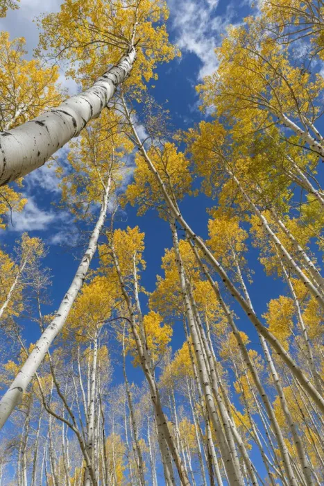 Framed Print : USA, Colorado, Uncompahgre National Forest, Grove of autumn colored quaking aspen Framed Print : USA, Colorado, Uncompahgre National Forest, Grove of autumn colored quaking aspen