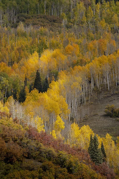 USA, Colorado, Uncompahgre National Forest. Autumn-colored forest
