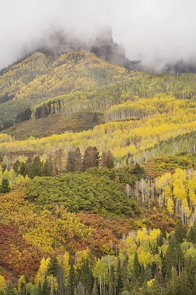 USA, Colorado, Uncompahgre National Forest. Cloud and autumn-colored forest