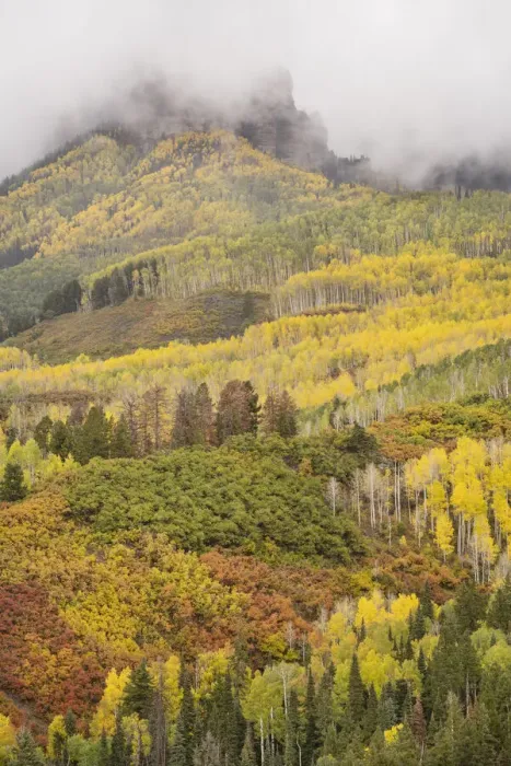 Framed Print : USA, Colorado, Uncompahgre National Forest. Cloud and autumn-colored forest Framed Print : USA, Colorado, Uncompahgre National Forest. Cloud and autumn-colored forest