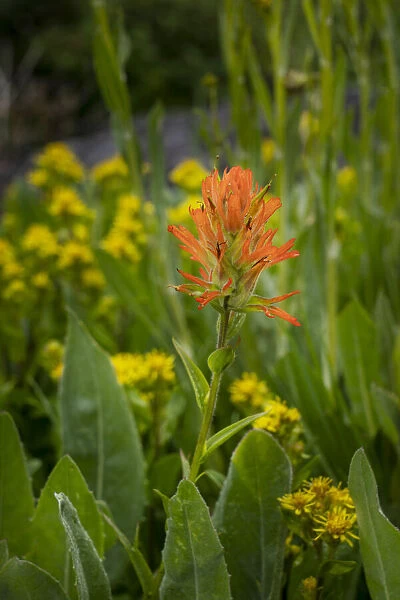 USA, Colorado, Uncompahgre National Forest. Indian paintbrush flower close-up