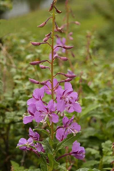 USA, Colorado, Uncompahgre National Forest. Fireweed flowers close-up