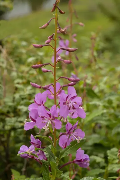 Framed Print : USA, Colorado, Uncompahgre National Forest. Fireweed flowers close-up Framed Print : USA, Colorado, Uncompahgre National Forest. Fireweed flowers close-up