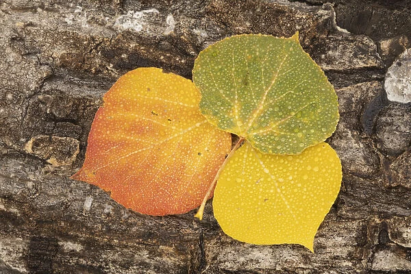 USA, Colorado, Uncompahgre National Forest. Wet aspen leaves on log