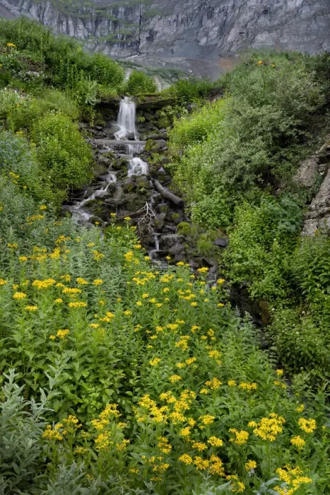 Framed Print : USA, Colorado, Uncompahgre National Forest. Mountain landscape with waterfall and wildflowers Framed Print : USA, Colorado, Uncompahgre National Forest. Mountain landscape with waterfall and wildflowers