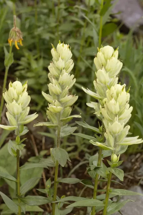 Framed Print : USA, Colorado, Uncompahgre National Forest. Yellow paintbrush flowers close-up Framed Print : USA, Colorado, Uncompahgre National Forest. Yellow paintbrush flowers close-up
