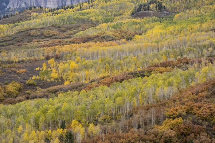 Framed Print : USA, Colorado, Uncompahgre National Forest. Autumn-colored forest