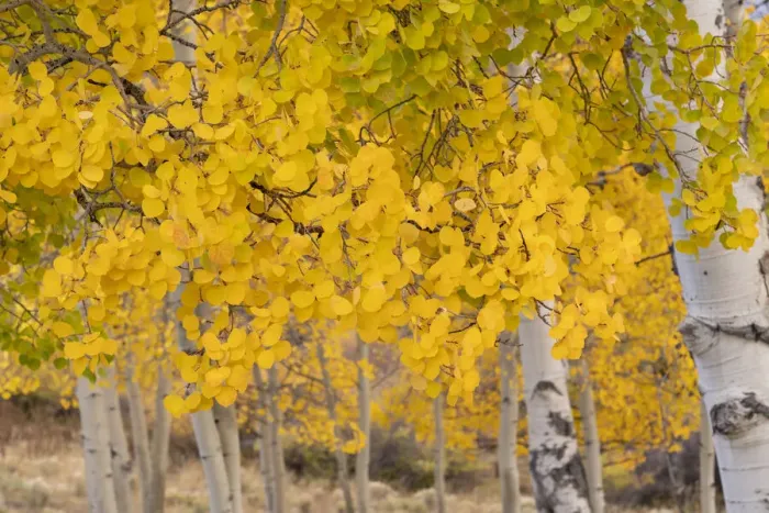 Framed Print : USA, Colorado, Uncompahgre National Forest. Close-up of aspen leaves in autumn