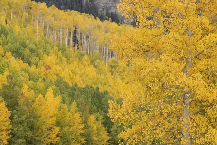 Framed Print : USA, Colorado, Uncompahgre National Forest. Autumn-colored forest Framed Print : USA, Colorado, Uncompahgre National Forest. Autumn-colored forest