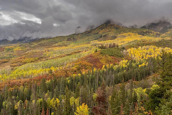 USA, Colorado, Uncompahgre National Forest. Autumn-colored forest and rain clouds