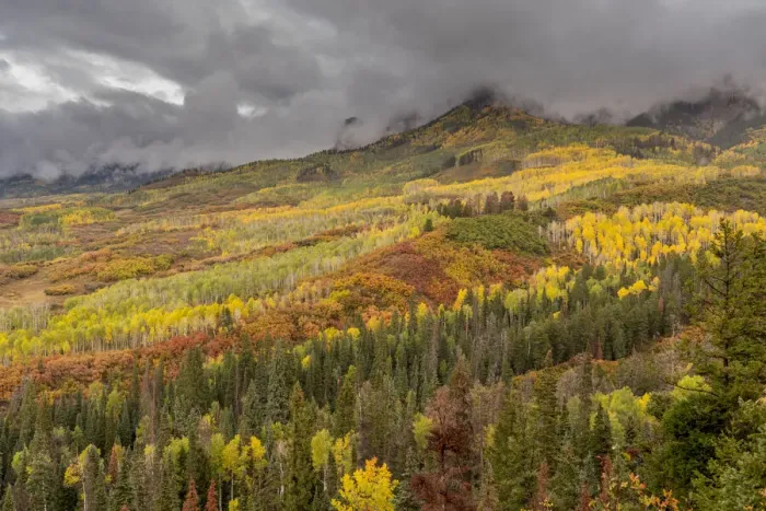 Framed Print : USA, Colorado, Uncompahgre National Forest. Autumn-colored forest and rain clouds Framed Print : USA, Colorado, Uncompahgre National Forest. Autumn-colored forest and rain clouds
