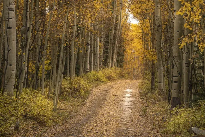 Framed Print : USA, Colorado, Uncompahgre National Forest. Road through aspen forest in autumn Framed Print : USA, Colorado, Uncompahgre National Forest. Road through aspen forest in autumn