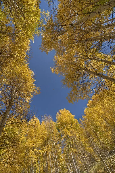 USA, Colorado, Uncompahgre National Forest. Aspen tree grove in fall color