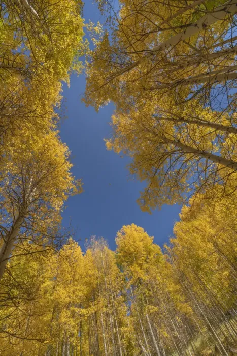 Framed Print : USA, Colorado, Uncompahgre National Forest. Aspen tree grove in fall color Framed Print : USA, Colorado, Uncompahgre National Forest. Aspen tree grove in fall color