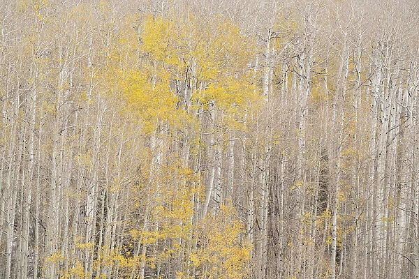 USA, Colorado, Uncompahgre National Forest. Autumn-colored aspens