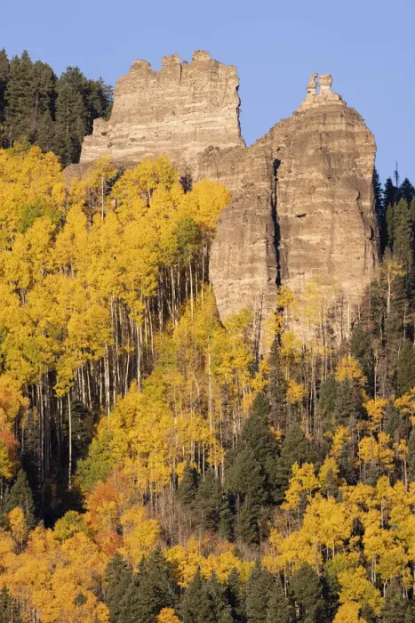 Framed Print : USA, Colorado, Uncompahgre National Forest. Pinnacle Ridge towers over aspens in autumn