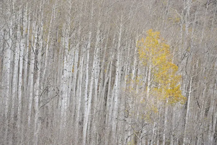 Framed Print : USA, Colorado, Uncompahgre National Forest. Autumn-colored aspens Framed Print : USA, Colorado, Uncompahgre National Forest. Autumn-colored aspens