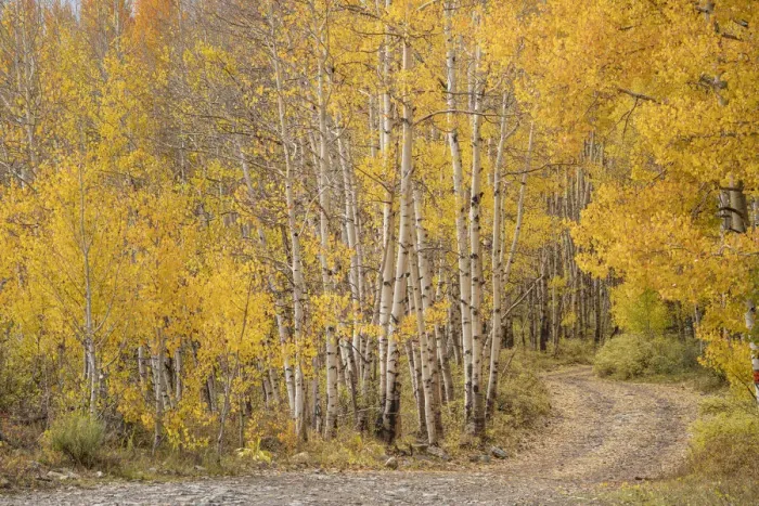 Framed Print : USA, Colorado, Uncompahgre National Forest. Road through aspen forest in autumn Framed Print : USA, Colorado, Uncompahgre National Forest. Road through aspen forest in autumn